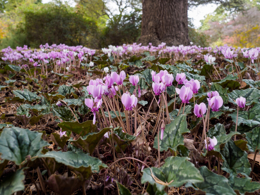 August - Flower Gardener's Diary for New Zealand