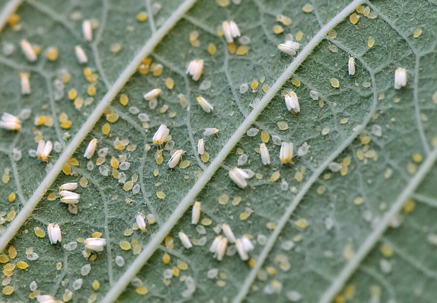 How Can I Control Whitefly in My Flower Garden?