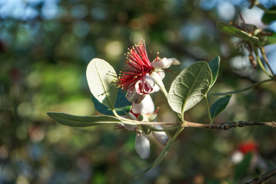 What are the best companion plants for feijoas?