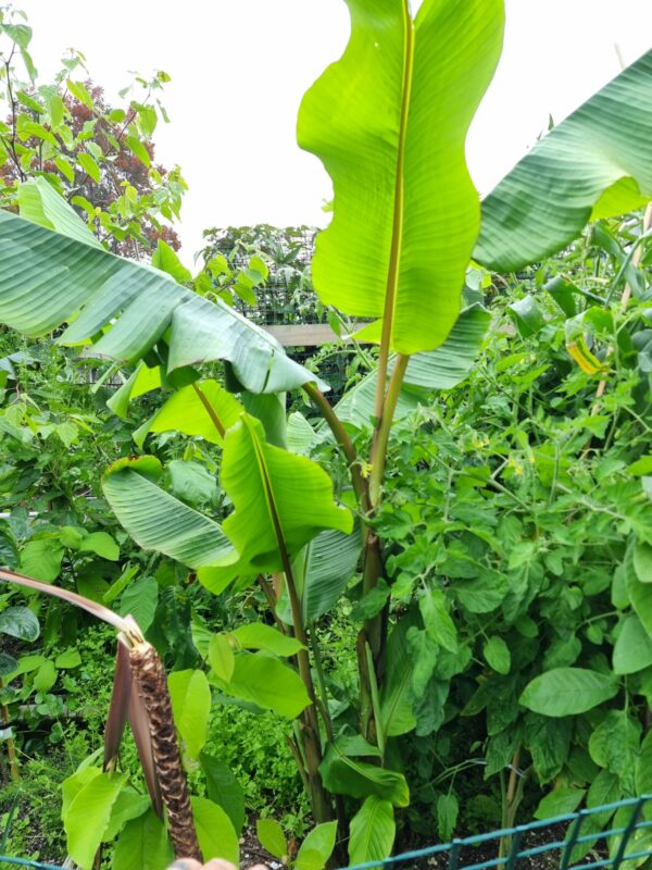 Musa velutina (Pink Banana)