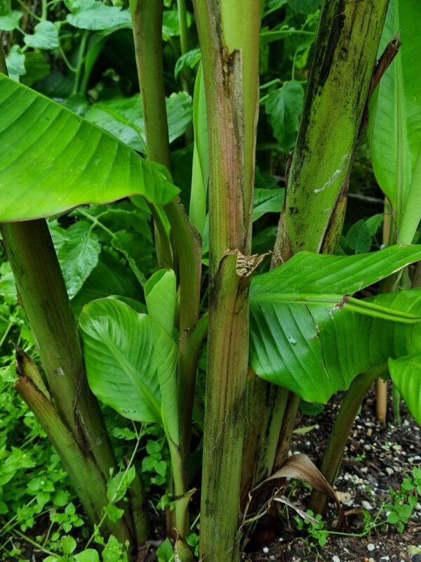 Musa velutina (Pink Banana)