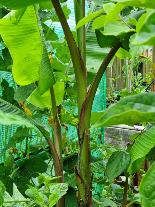 Musa velutina (Pink Banana)