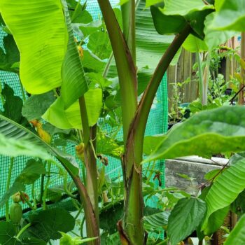 Musa velutina (Pink Banana)