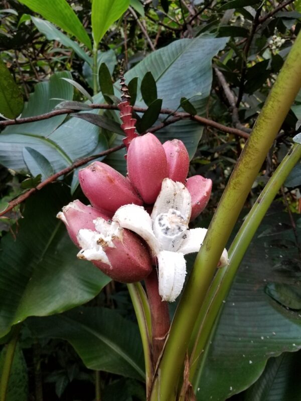 Musa velutina (Pink Banana)