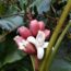 Musa velutina (Pink Banana)