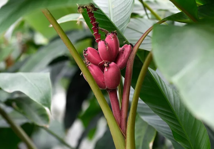 Musa velutina (Pink Banana)