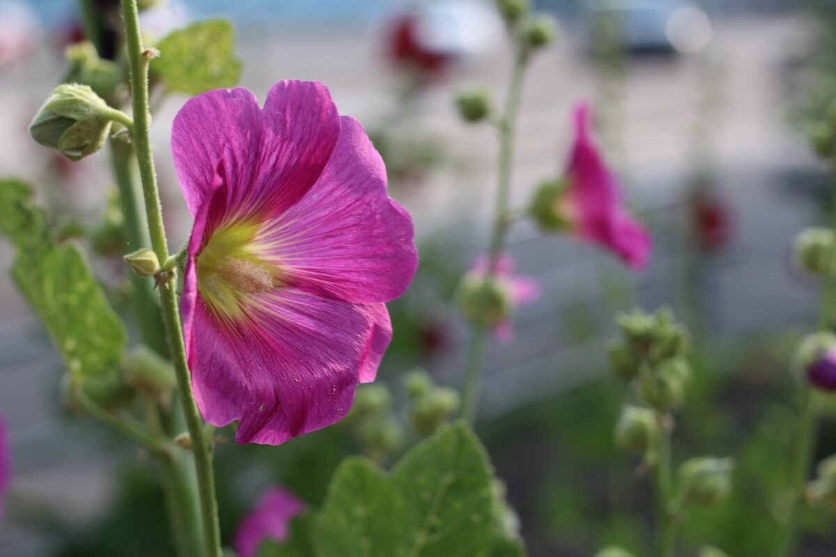 December - Flower Gardener's Diary for the Bay of Plenty
