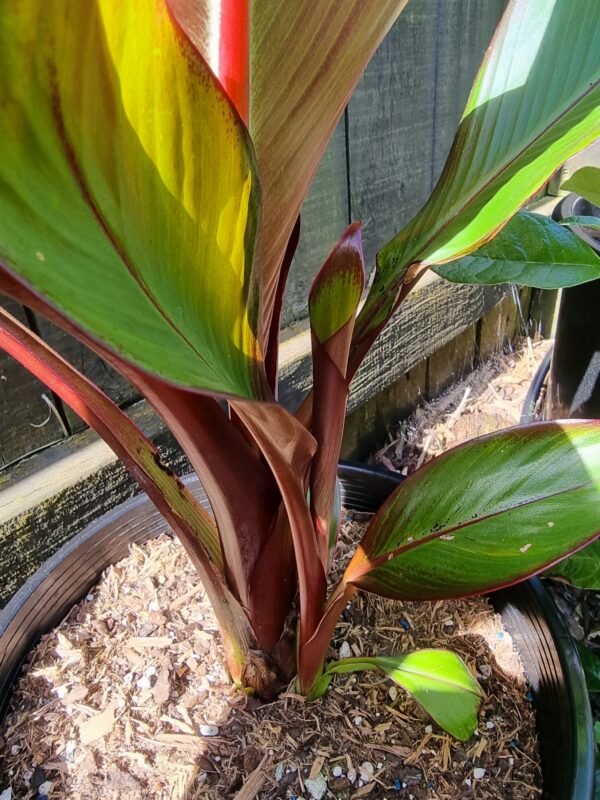 Abyssinian Red banana - Ensete ventricosum 'Maurelii'