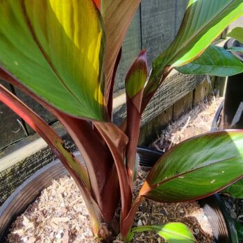 Abyssinian Red banana - Ensete ventricosum 'Maurelii'