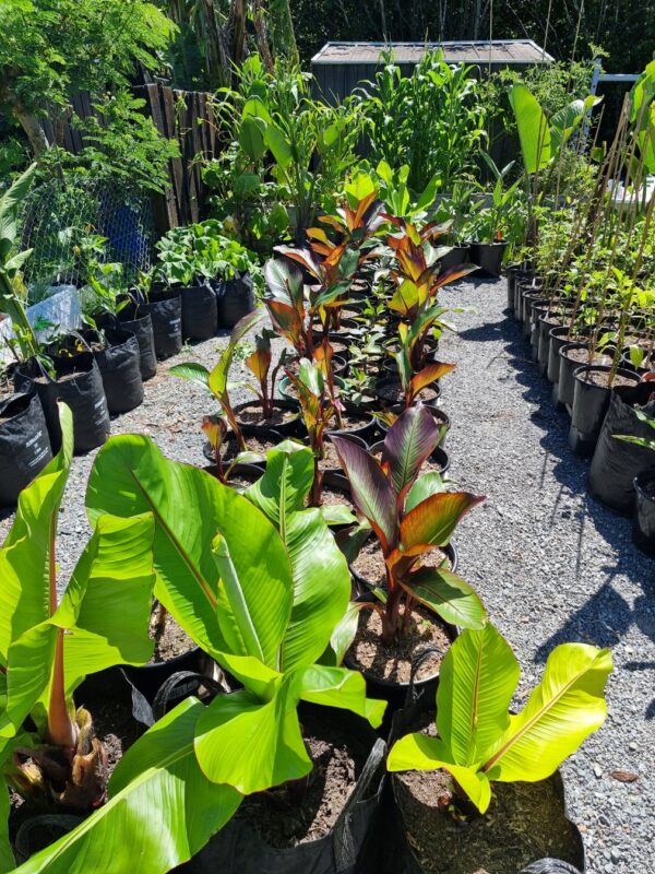 Abyssinian Red banana - Ensete ventricosum 'Maurelii'