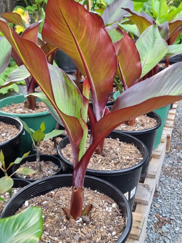 Abyssinian Red banana - Ensete ventricosum 'Maurelii'