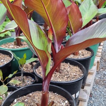 Abyssinian Red banana - Ensete ventricosum 'Maurelii'