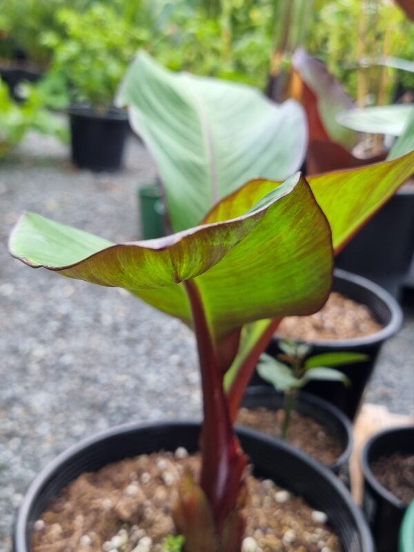 Abyssinian Red banana - Ensete ventricosum 'Maurelii'