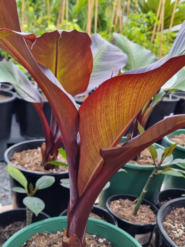 Abyssinian Red banana - Ensete ventricosum 'Maurelii'