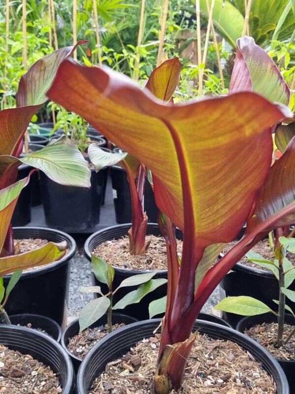 Abyssinian Red banana - Ensete ventricosum 'Maurelii'