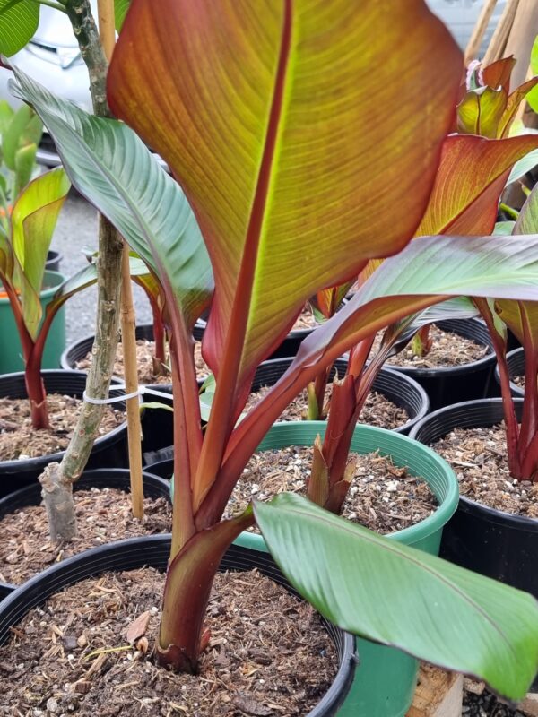 Abyssinian Red banana - Ensete ventricosum 'Maurelii'