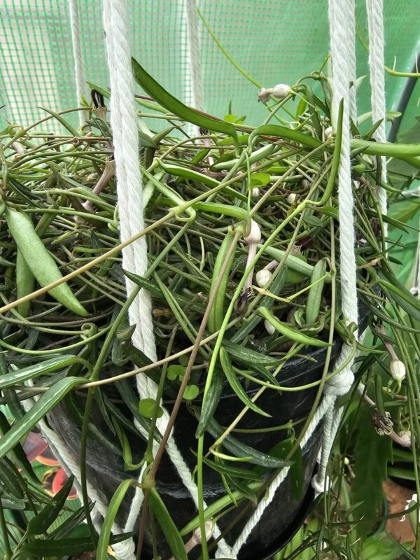 Ceropegia linearis (String of Needles)