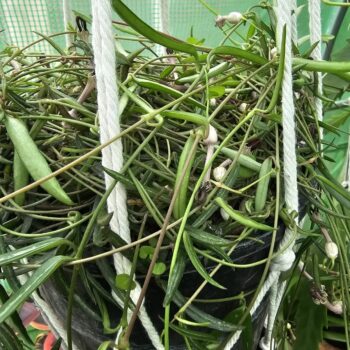 Ceropegia linearis (String of Needles)