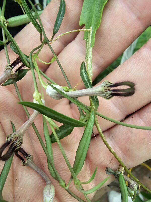 Ceropegia linearis (String of Needles)