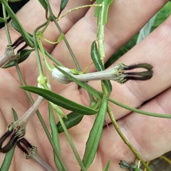 Ceropegia linearis (String of Needles)