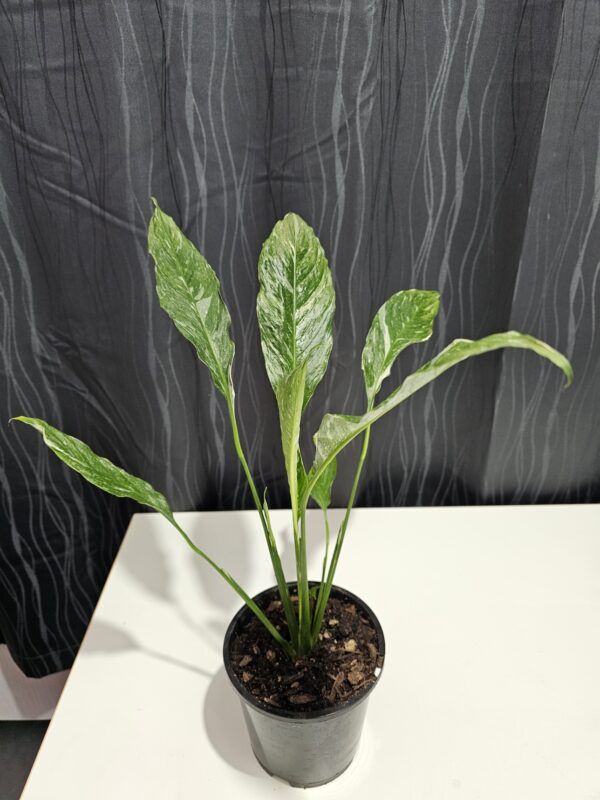 Spathiphyllum ‘Domino’ Variegated Peace Lilly