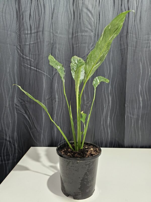 Spathiphyllum ‘Domino’ Variegated Peace Lilly