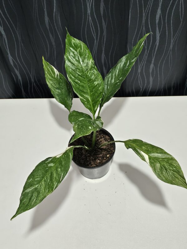 Spathiphyllum ‘Domino’ Variegated Peace Lilly