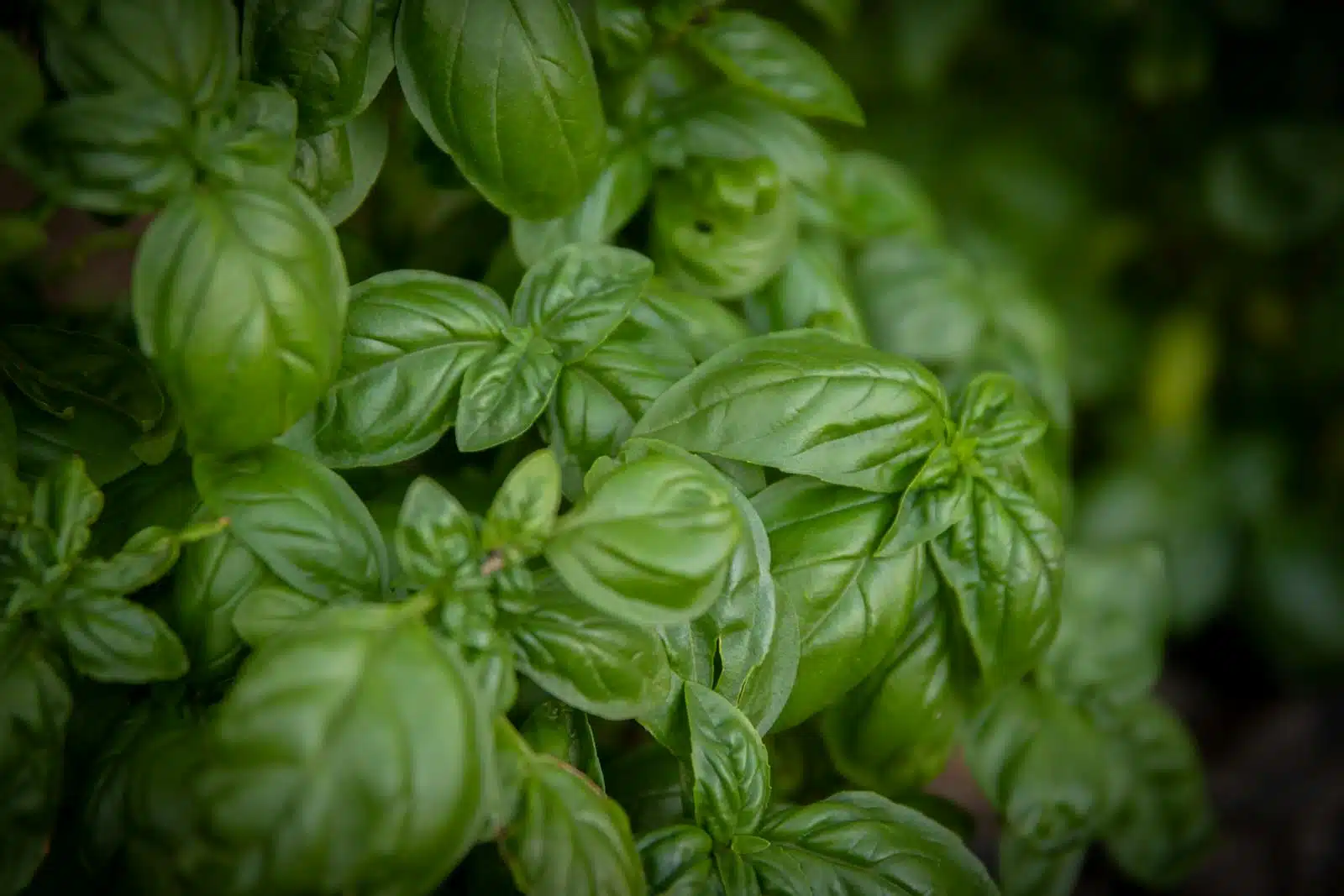 Close-Up Photo of Green Leaves