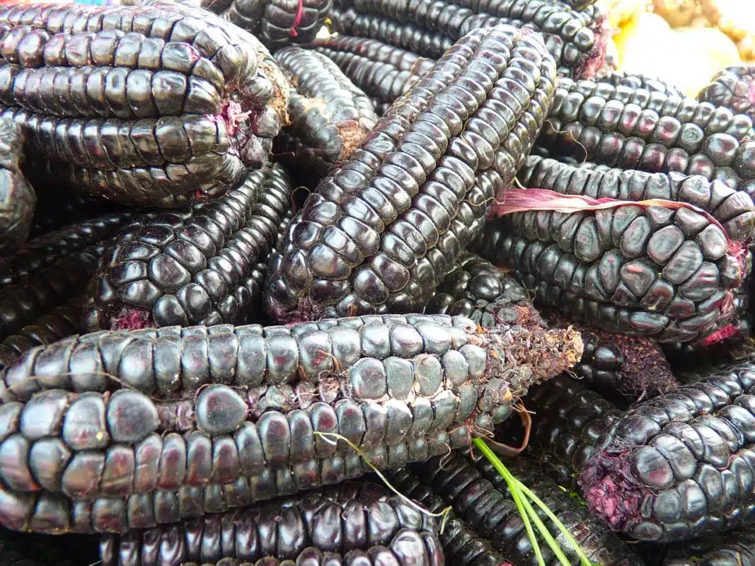 corn, black corn, food