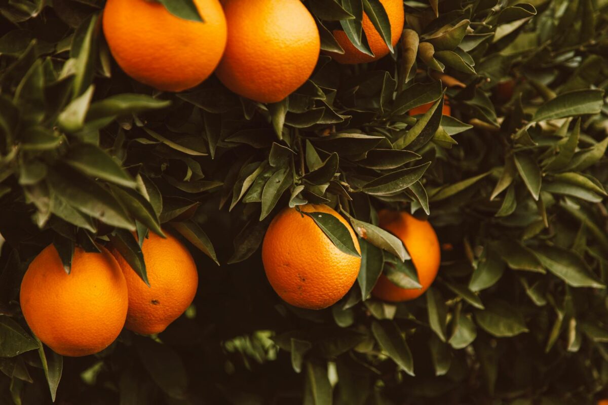 Orange Fruit on an Orange Tree