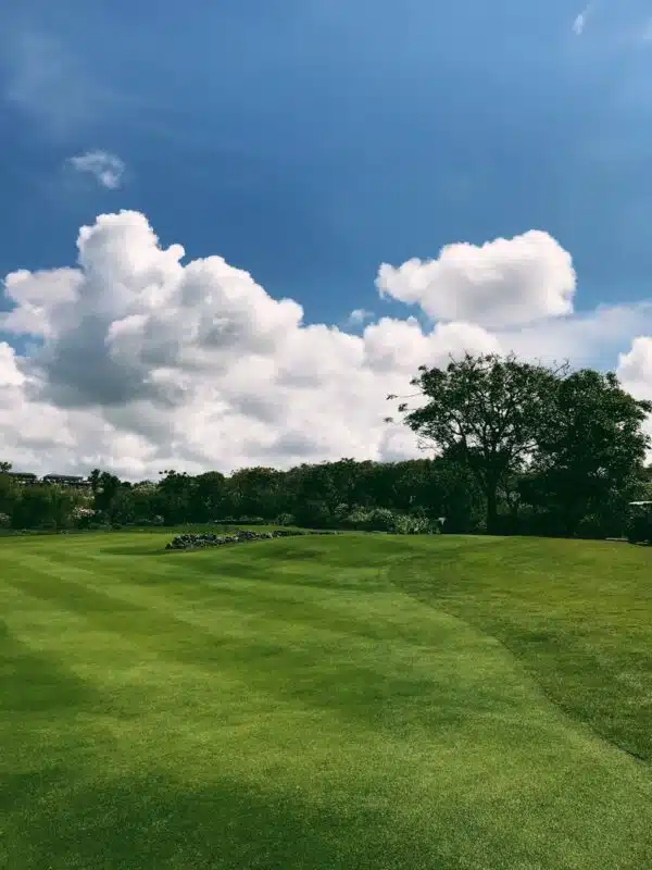 A Green Grass with White Clouds on the Blue Sky