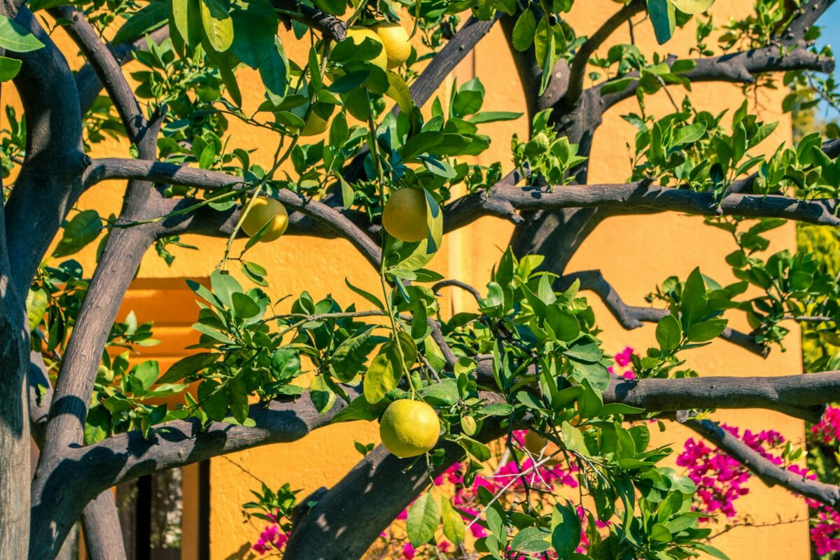 pomelo fruits in tree near flowers