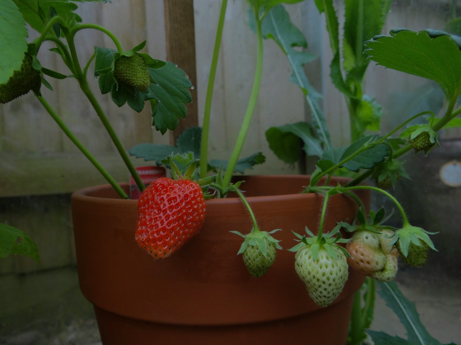 three strawberries are growing in a clay pot