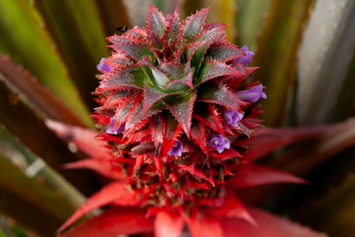 a close up of a plant with red and purple flowers