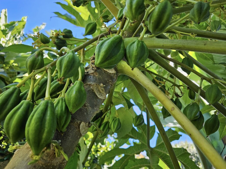 Food Forests Tauranga