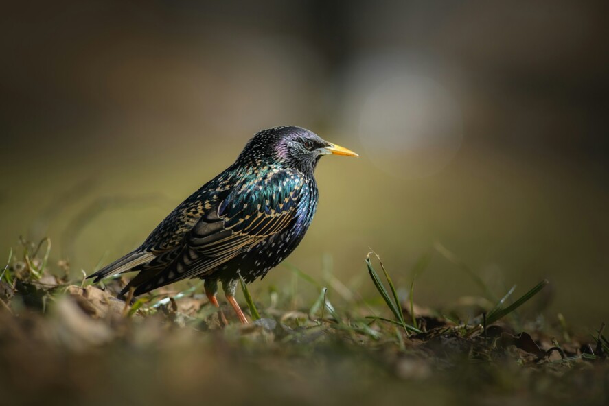 a small bird standing on top of a lush green field