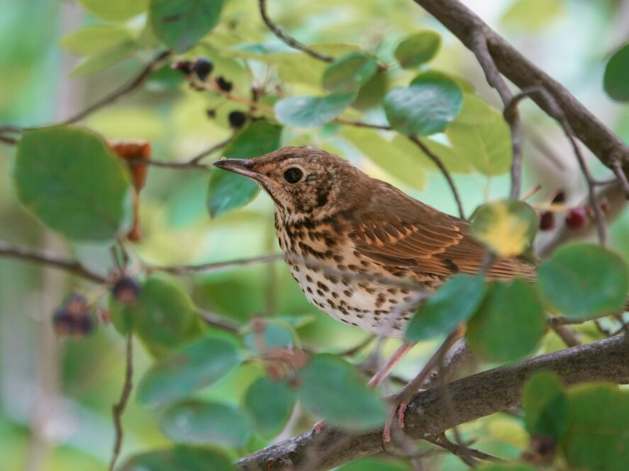 brown and white bird on green leaves during daytime