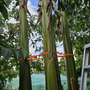 Give this method a try in your banana patch, and you’ll notice a significant improvement in plant resilience and productivity! 🌿🍌