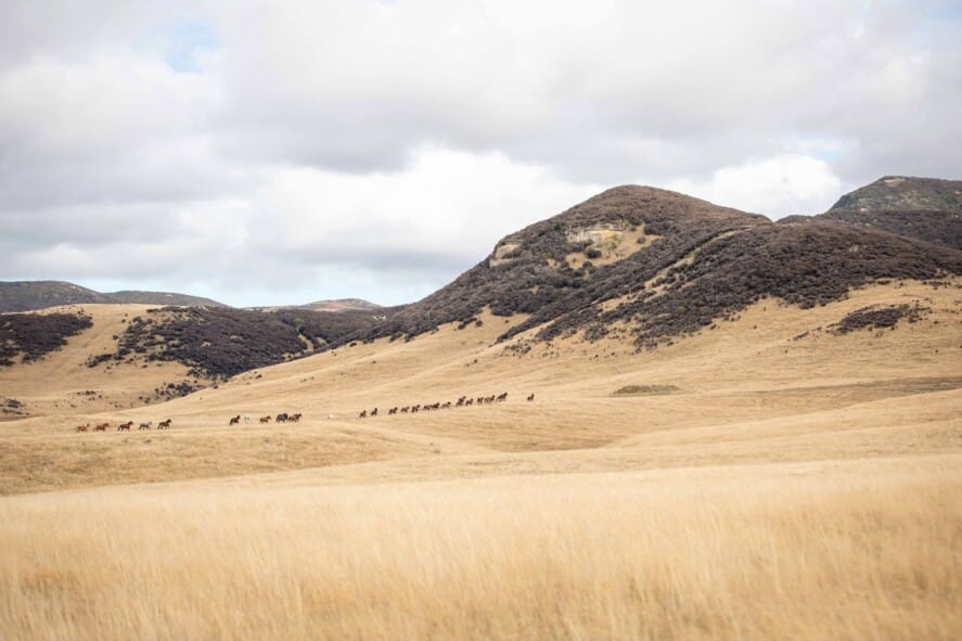 A Whisper of Wild Freedom: Hope Echoes Throug — Troppo NZ