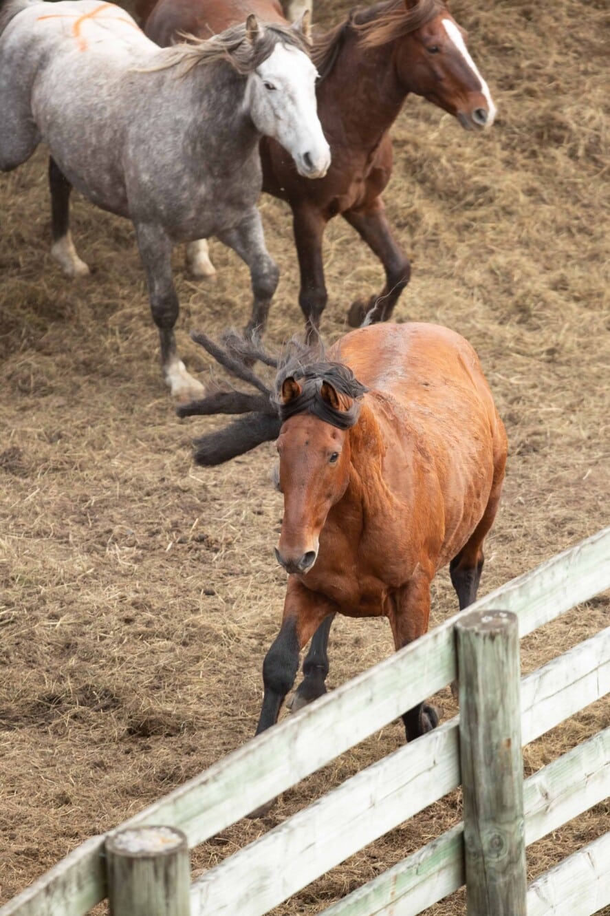 Mirage facing up the stockman.