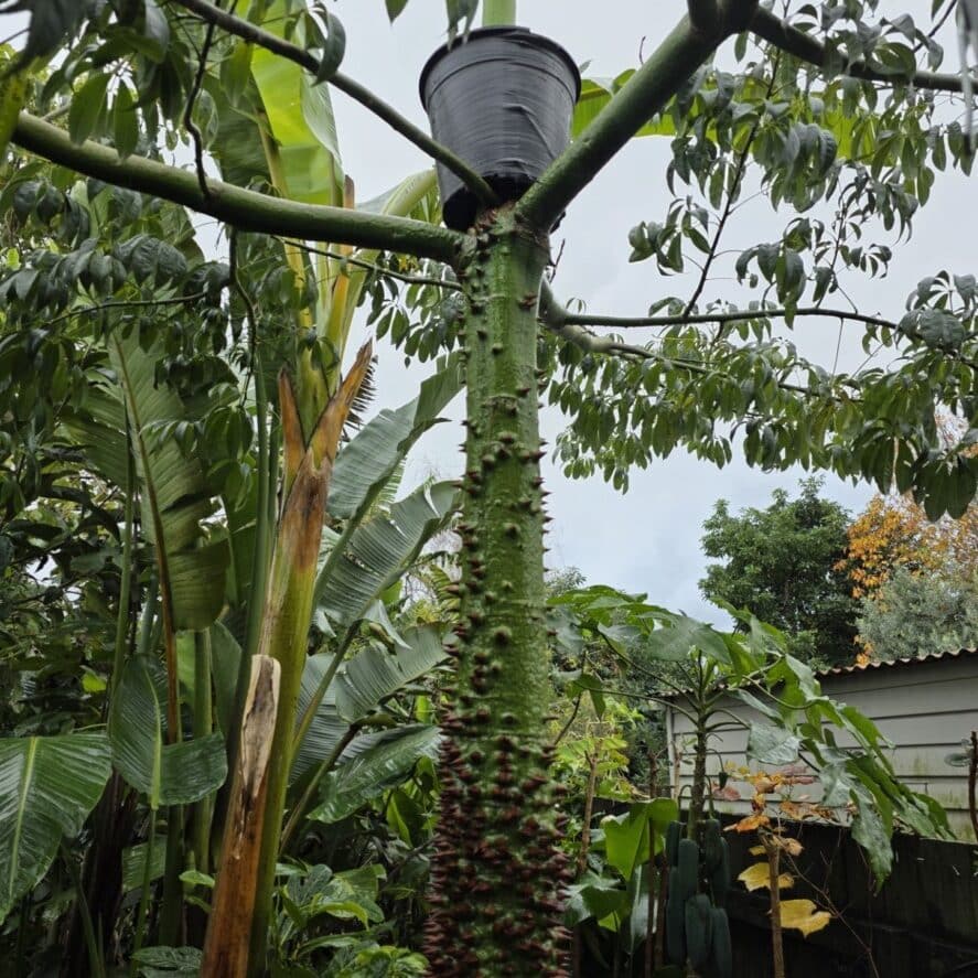 Ceiba Air Layering — Troppo NZ