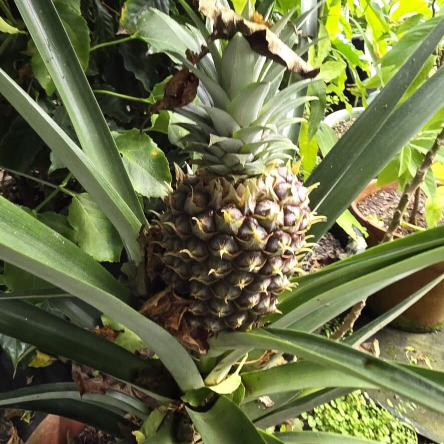 From Kiwifruit to Jackfruit: A Tropical Parad — Troppo NZ