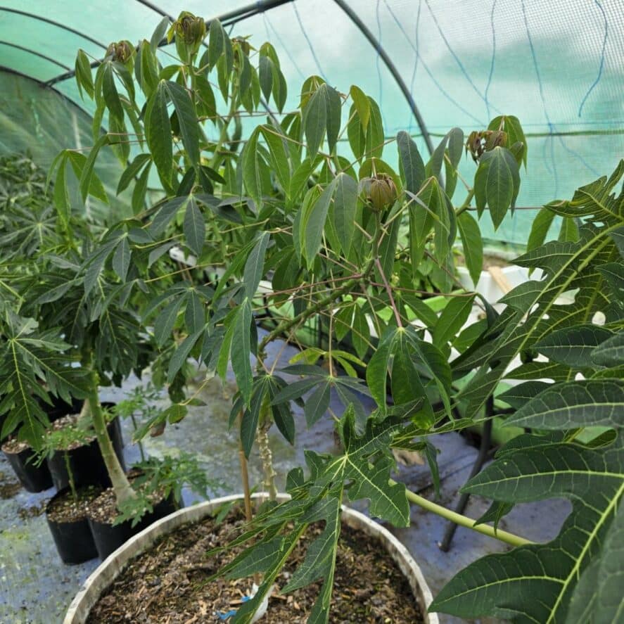 From Kiwifruit to Jackfruit: A Tropical Parad — Troppo NZ