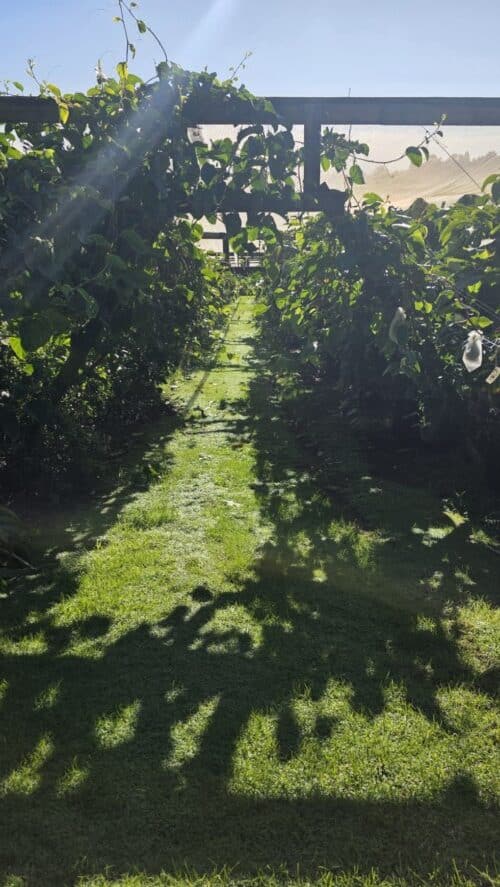 From IT to Orchard — Troppo NZ
