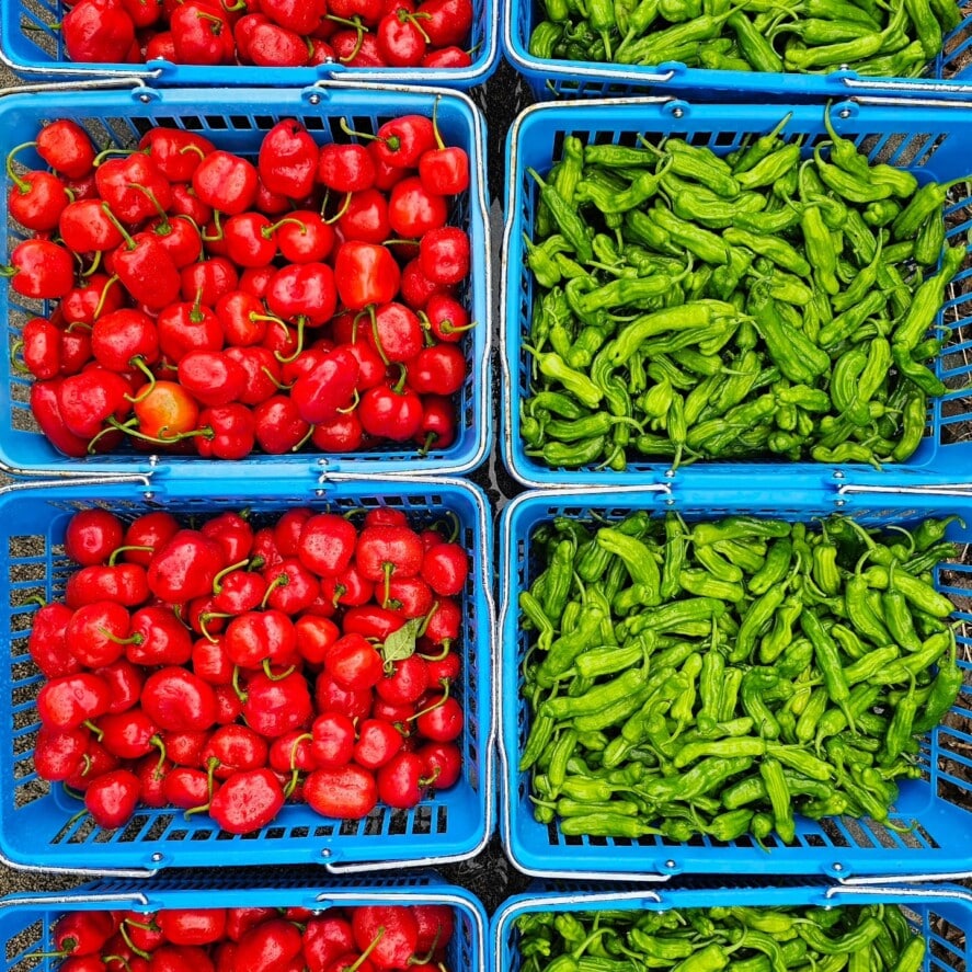 From IT to Orchard — Troppo NZ