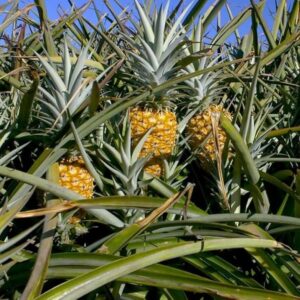 Pineapple Plants Tender — Te Puke