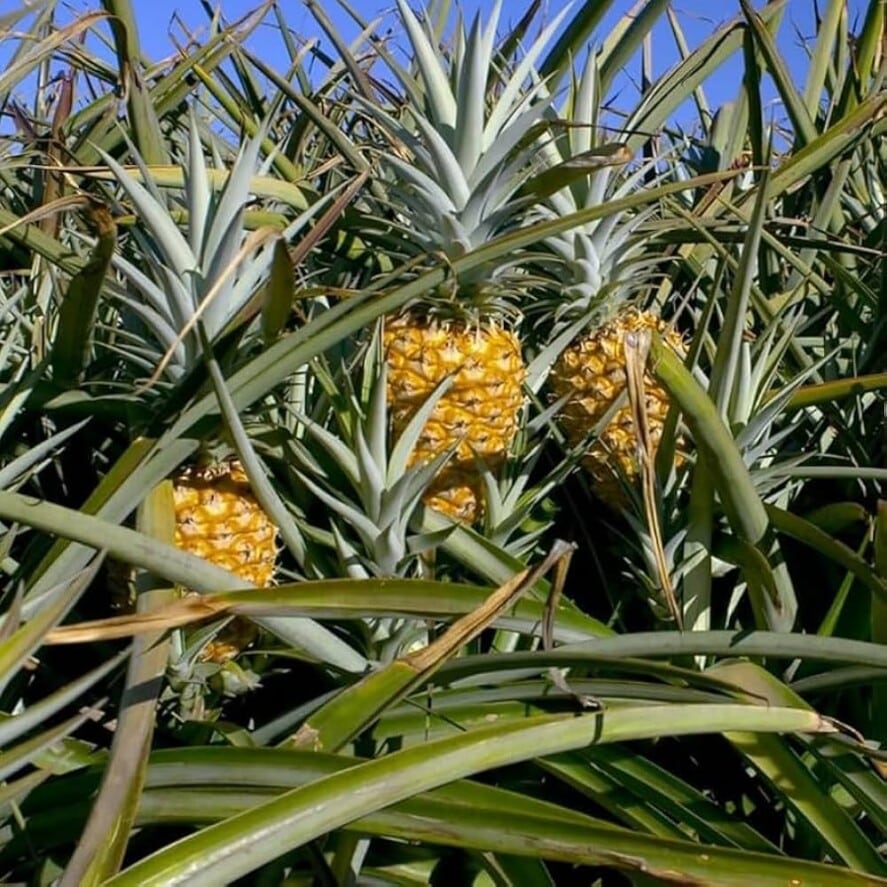 Pineapple Plants Tender — Te Puke