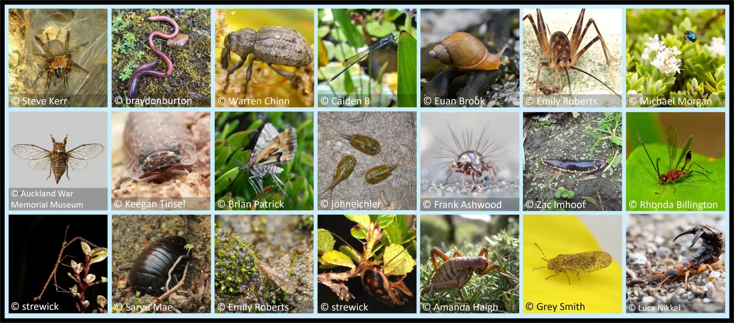 NZ Garden Bugs for Kids — Aotearoa
